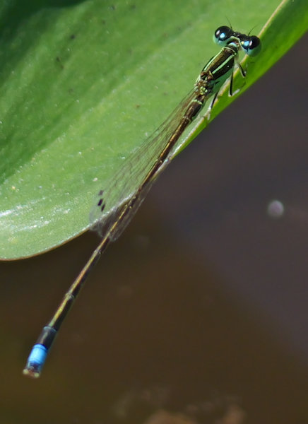 アジアイトトンボ