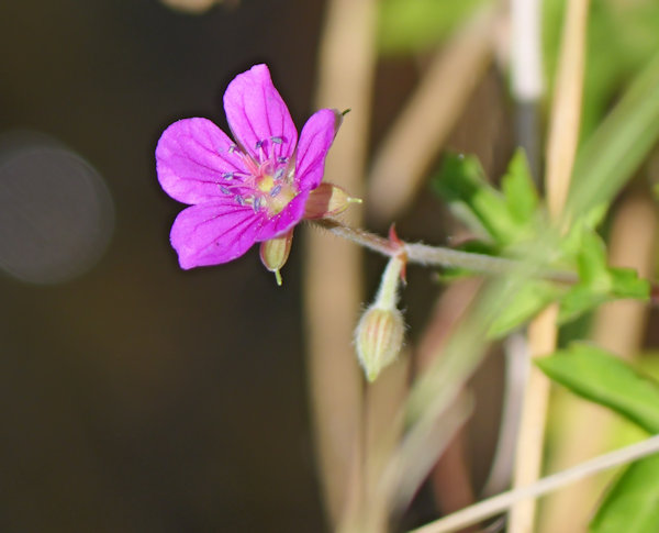 ゲンノショウコ