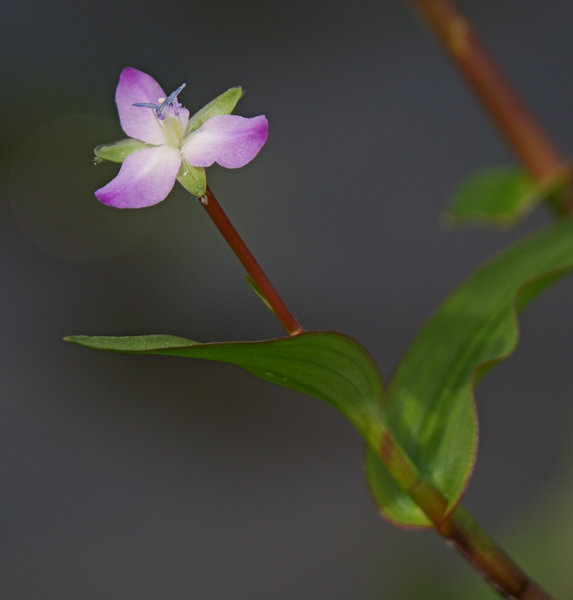 鷲田ビオトープ
