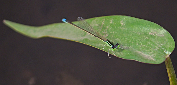 アジアイトトンボ