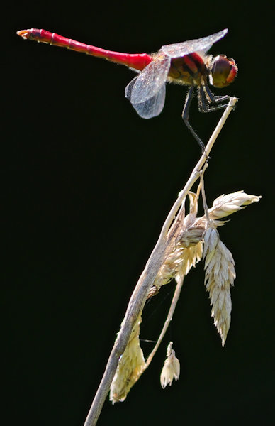 鷲田ビオトープ