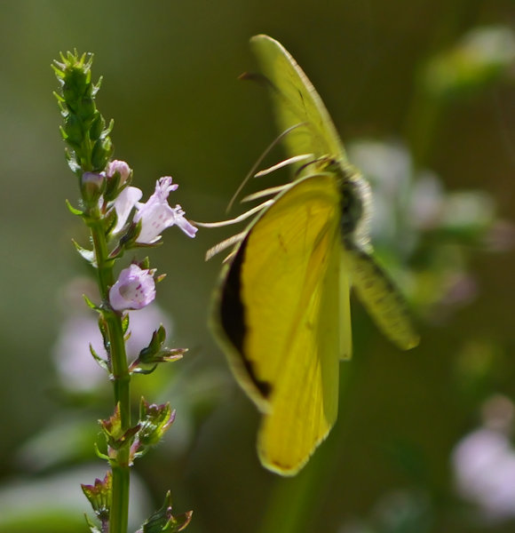 鷲田ビオトープ