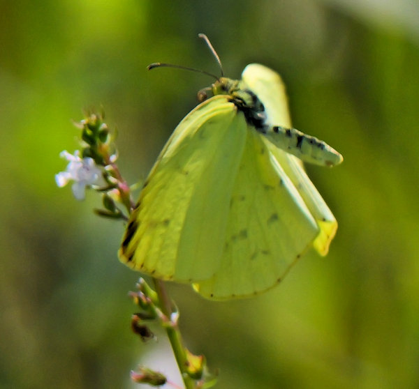 鷲田ビオトープ
