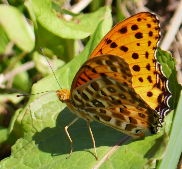 ツマグロヒョウモン