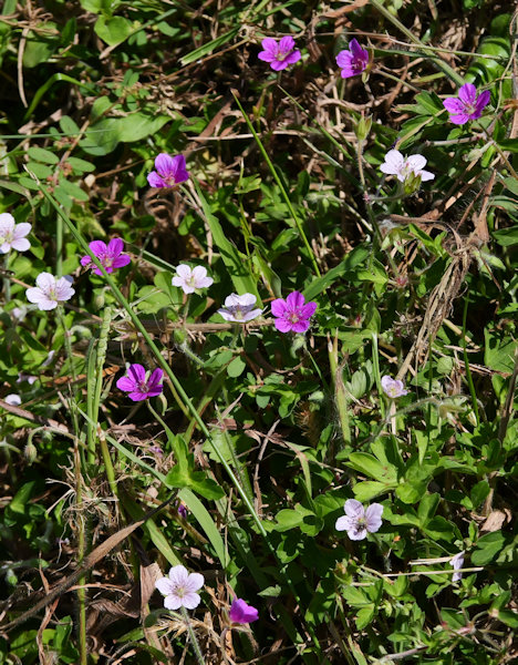 ゲンノショウコ