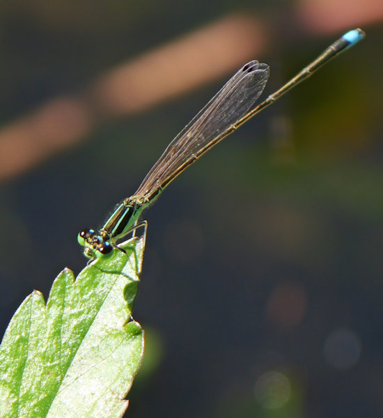 アジアイトトンボ