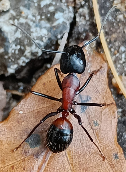 ���l�A�J�I�I�A��