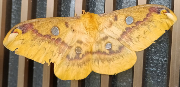 �E�X�^�r�K