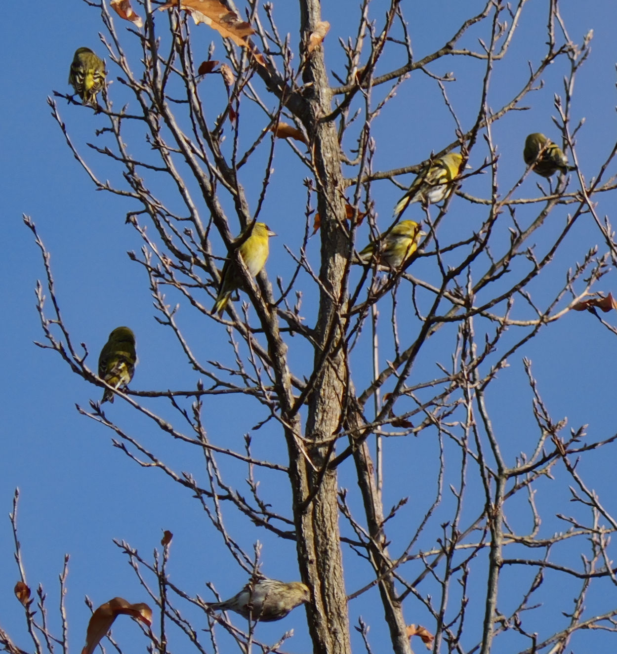 �ނ炩��u�~���v