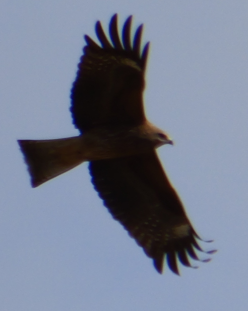 �ނ炩��u�~���v