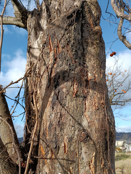 �ނ炩��u�~���v