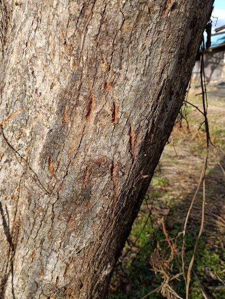 �ނ炩��u�~���v