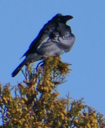 �ނ炩��u�~���v