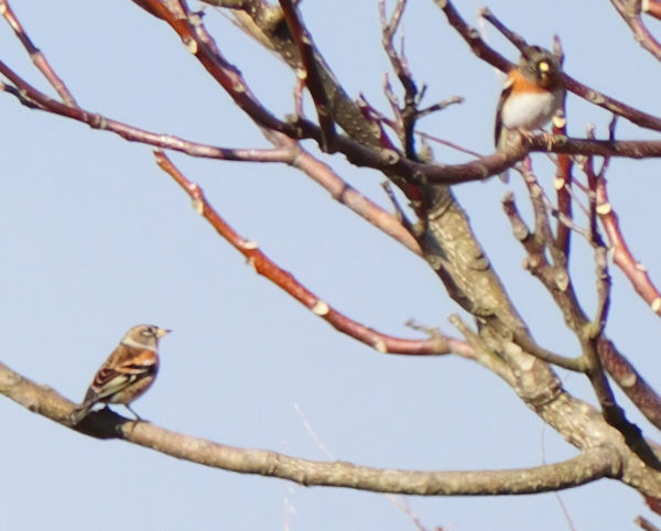 �ނ炩��u�~���v