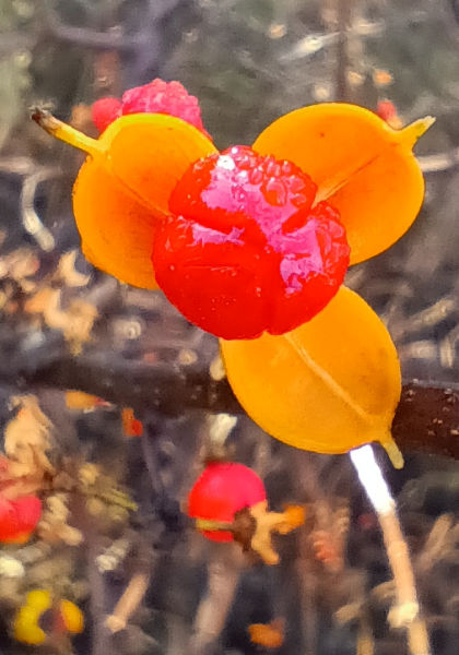 �ނ炩��u�~���v