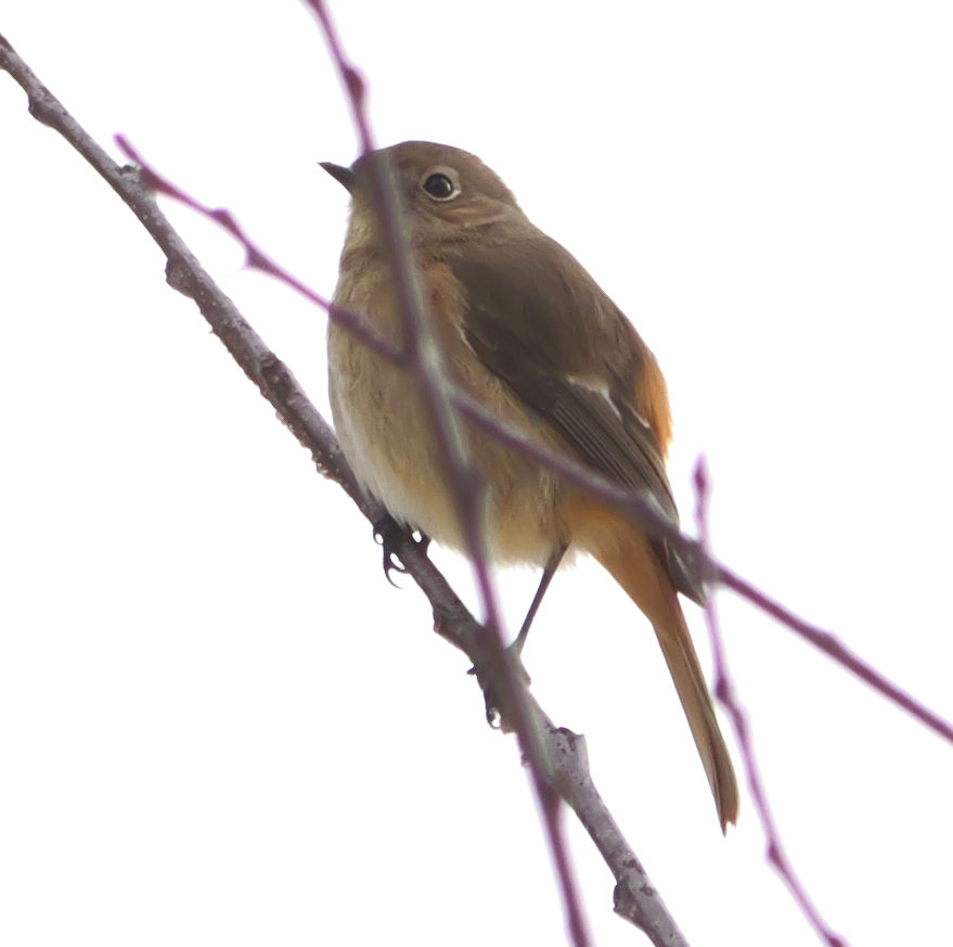 �W���E�r�^�L