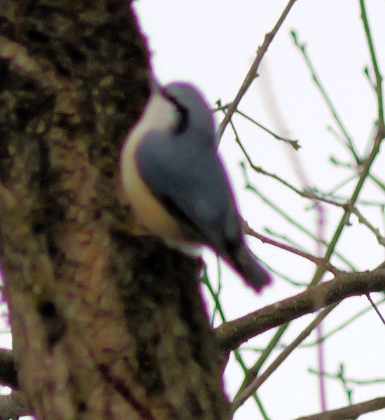 �S�W���E�J��