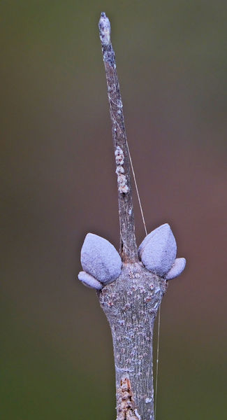 �}���o�A�I�_��