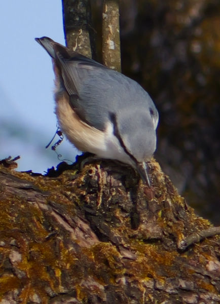 �S�W���E�J��