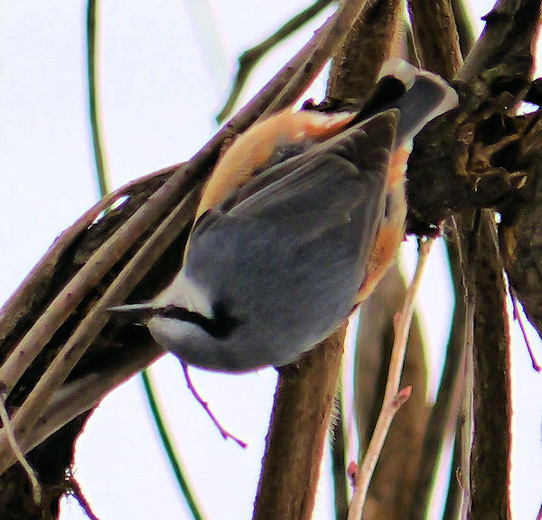 �S�W���E�J��