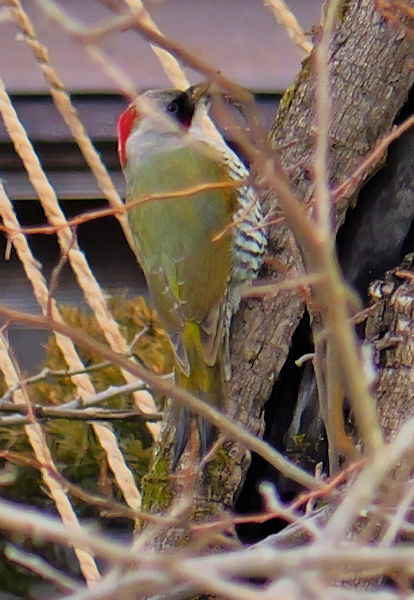 �A�J�Q���E�A�I�Q��