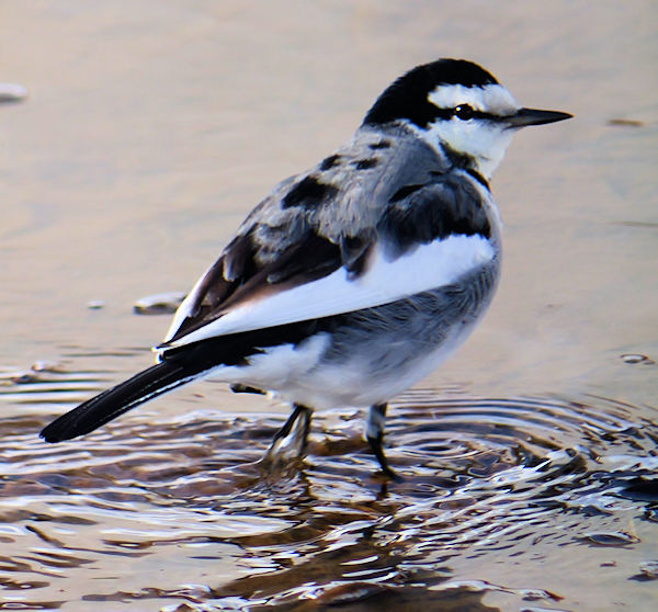 �n�N�Z�L���C