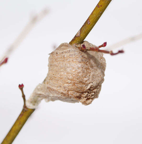 �J�}�L���̗�