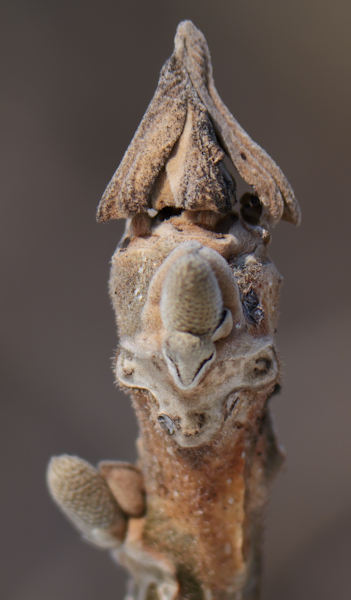 �I�j�O���~