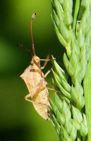 �J�����V�̒���