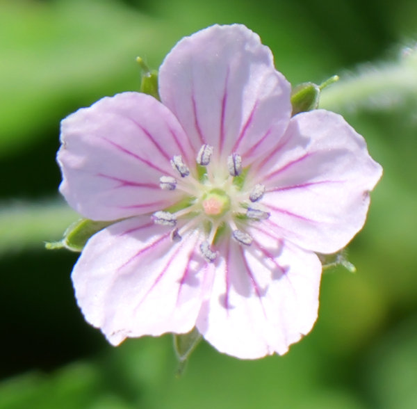 �Q���m�V���E�R