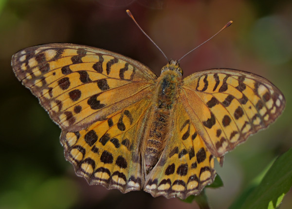 �E���M���q���E����