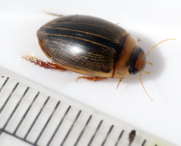 �R�V�}�Q���S���E