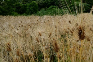 大麦収穫