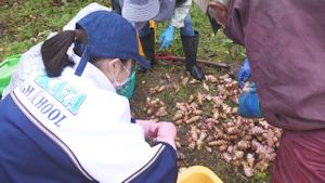 喜多方高校キクイモ収穫祭