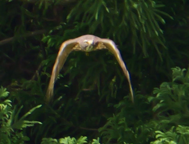 Ŋ뜜IIރTVo