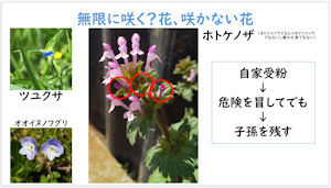莩Ru