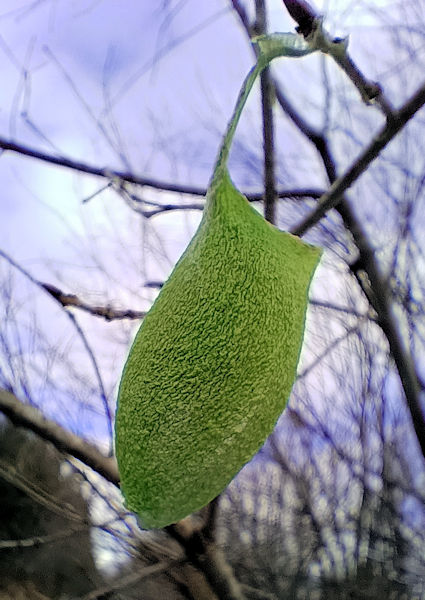 �E�X�^�r�K