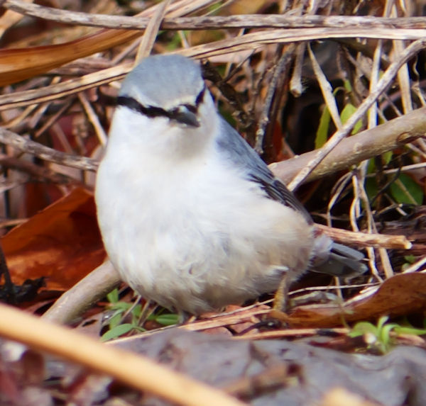 �S�W���E�J��