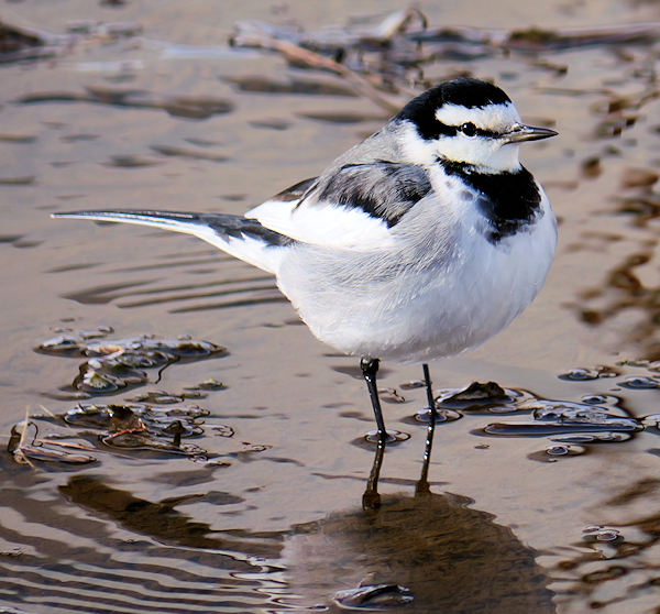 �n�N�Z�L���C