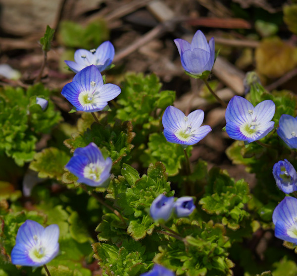 �I�I�C�k�m�t�O��