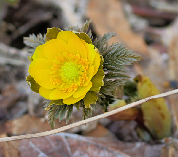 �t�N�W���\�E