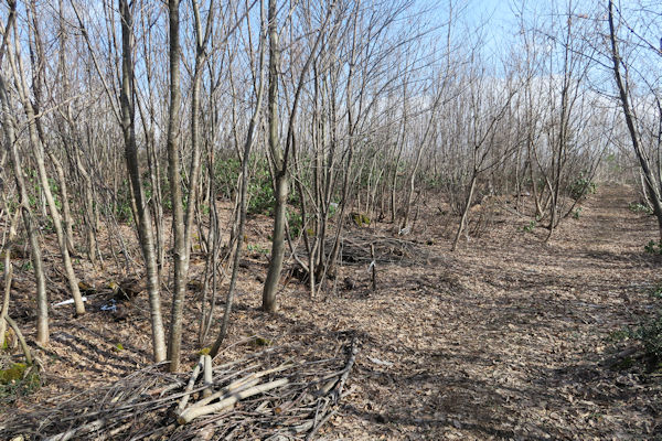 ���R�v���W�F�N�g���ؗ�