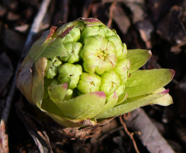 ���R�v���W�F�N�g���ؗ�