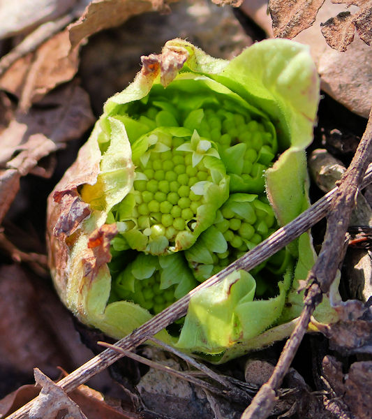 ���R�v���W�F�N�g���ؗ�