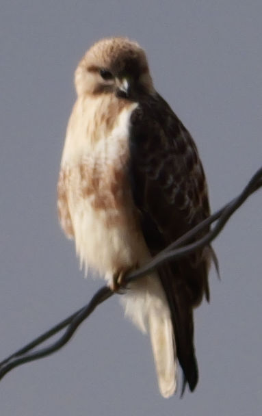 ���R�v���W�F�N�g���ؗ�