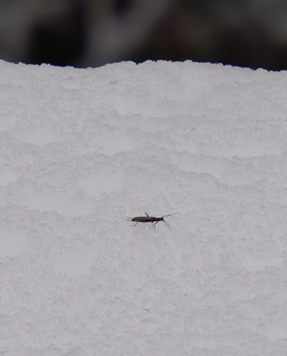 �Z�b�P�C�J���Q��