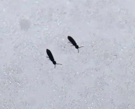 �g�r���V�i�ᒎ�j