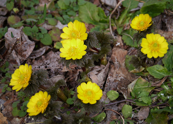 �t�N�W���\�E