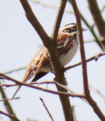 �J�V���_�J