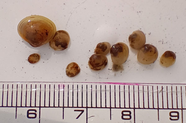 �}���V�W�~